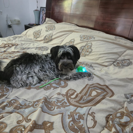 Automatic Running Ball