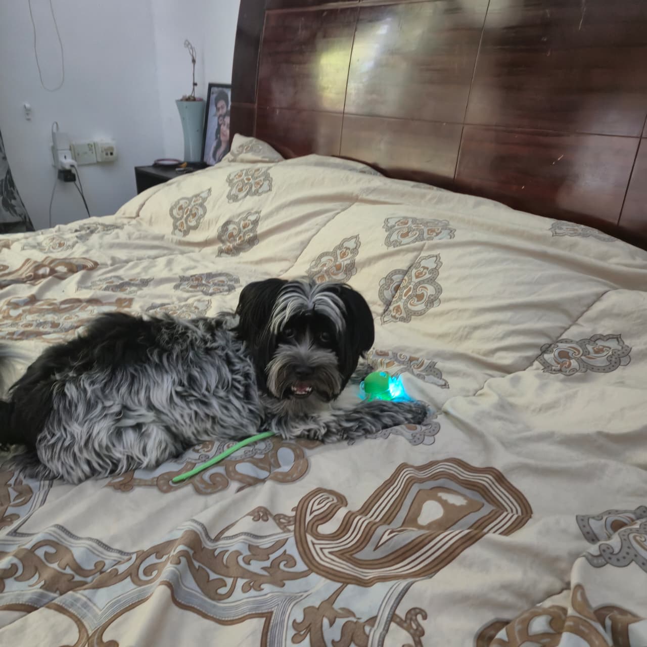 Automatic Running Ball